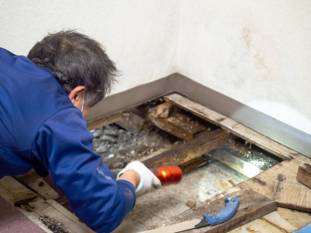 Crawl Space Mold Removal in Long Branch, NJ
