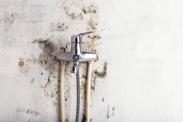 Certified Mold Removal in Long Branch, NJ