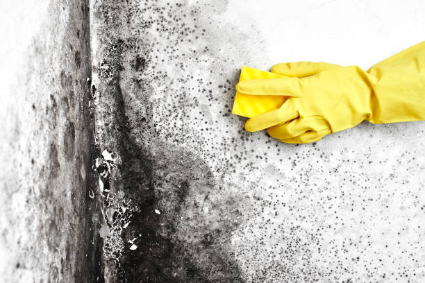 Best Home Mold Removal  in Long Branch, NJ