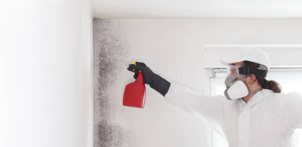 Best Toxic Mold Removal  in Long Branch, NJ