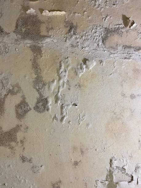 Best Water Damage Restoration  in Long Branch, NJ