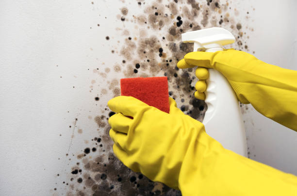 Best Fast Mold Removal  in Long Branch, NJ