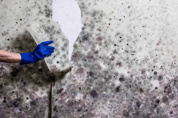 Best Professional Mold Removal  in Long Branch, NJ