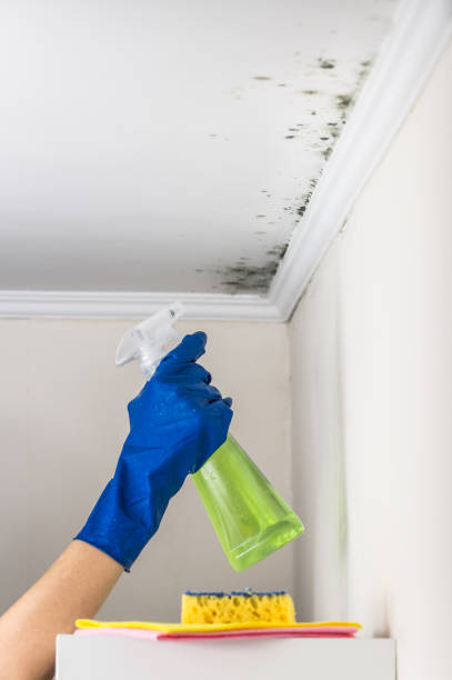 Best Mold Removal and Inspection  in Long Branch, NJ
