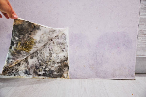 Long Branch, NJ Mold Removal Company